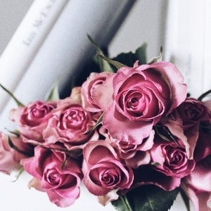 pink rose